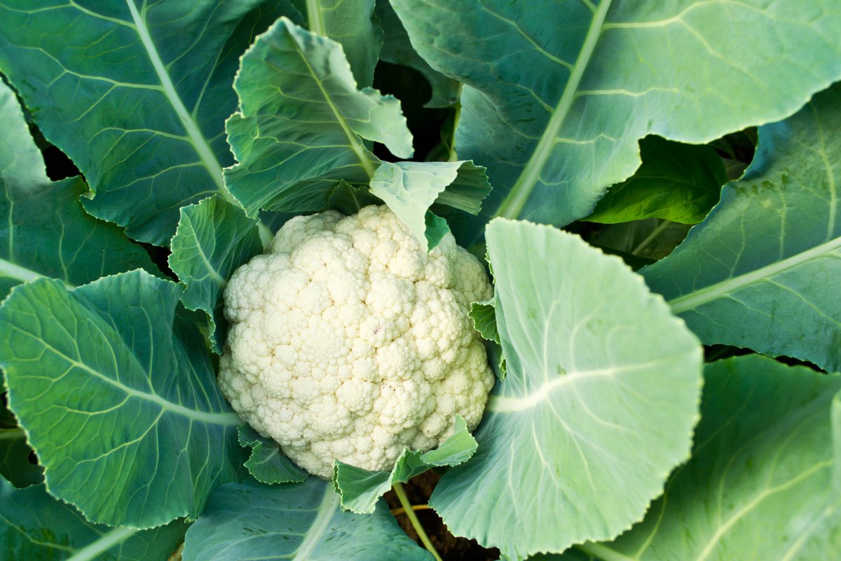 Potassium nitrate can be used to increase the yield of your cauliflower without any adverse effects on taste or texture. It can be applied onto the soil around your cauliflower plants which will promote higher yields. Read more here: bit.ly/3IxHs3v