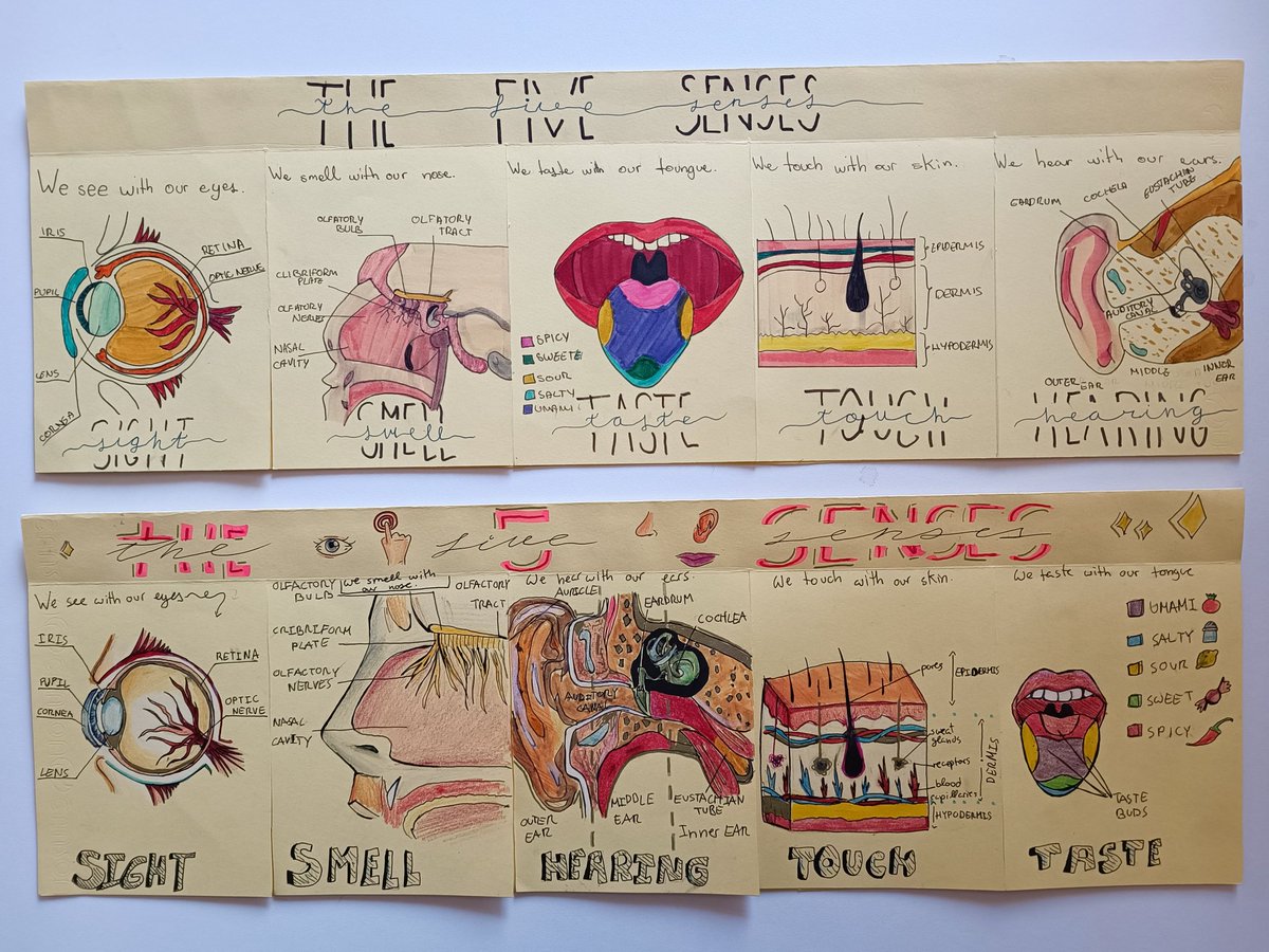 NAZARETSANBLAS's tweet photo. We work the five senses in 6th grade @Sandra_Bellon_ @PATRIRUSG https://t.co/1xb2CC3ID3