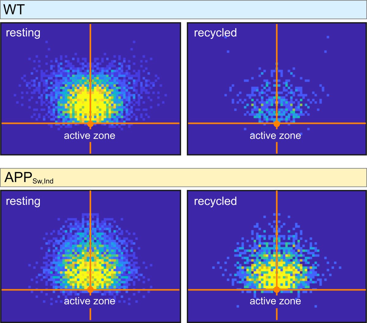 SussexNeuro (@sussexneuro) on Twitter photo Abeta effect on synaptic vesicle pools: latest paper from a fantastic collaboration with <a href="/KStaras/">Kevin Staras</a> and first authorship from <a href="/Luca_Biasetti/">Luca Biasetti, PhD</a> along with collaborations with <a href="/cathnaledi/">Catherine Hall</a> <a href="/synapseMVClab/">Dr. Mariana Vargas Caballero</a>. A brilliant team effort. <a href="/The_MRC/">Medical Research Council</a> <a href="/SussexNeuro/">SussexNeuro</a> academic.oup.com/cercor/advance… Abeta effect on synaptic vesicle pools: latest paper from a fantastic collaboration with <a href="/KStaras/">Kevin Staras</a> and first authorship from <a href="/Luca_Biasetti/">Luca Biasetti, PhD</a> along with collaborations with <a href="/cathnaledi/">Catherine Hall</a> <a href="/synapseMVClab/">Dr. Mariana Vargas Caballero</a>. A brilliant team effort. <a href="/The_MRC/">Medical Research Council</a> <a href="/SussexNeuro/">SussexNeuro</a> academic.oup.com/cercor/advance…