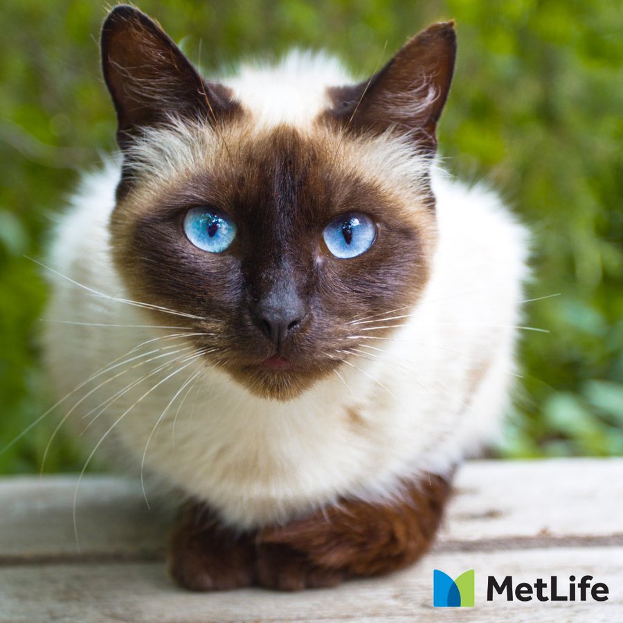 1日遅れの祝 シャム猫の日 4月6日は 全米シャム猫の日 National Siamese Cat Day ねこねこnews