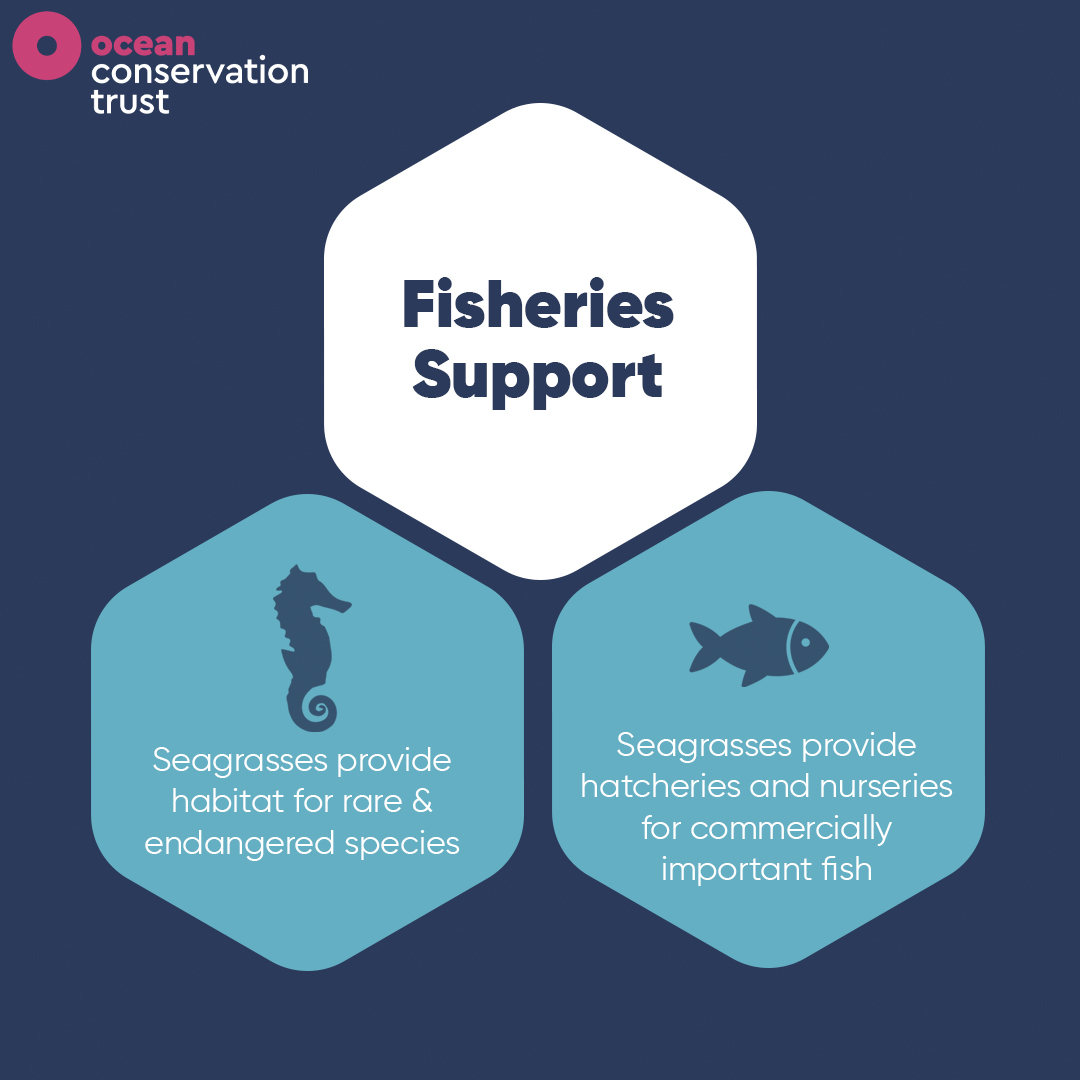 Ocean Conservation Trust tweet media