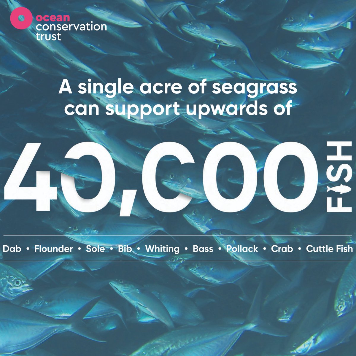 Ocean Conservation Trust tweet media