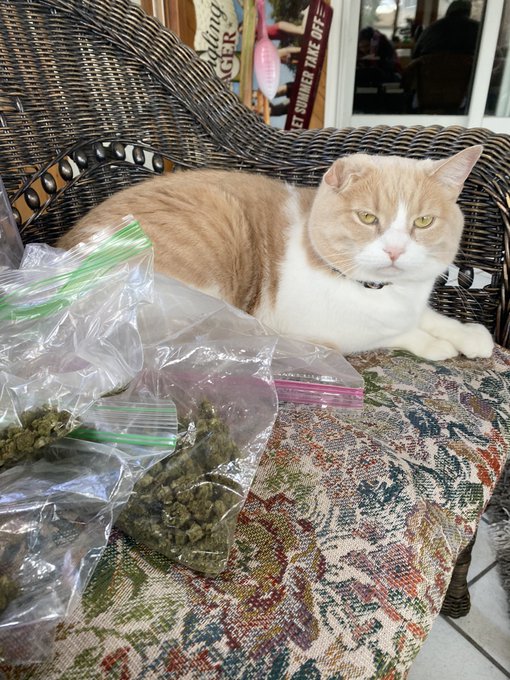 cat_nip