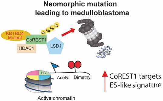 The Bullock lab has a new paper in Cell Death Differ “Disease-associated KBTBD4 mutations in medulloblastoma elicit neomorphic ubiquitylation activity to promote CoREST degradation” showing how mutations change E3 ligase substrate recognition. DOI: 10.1038/s41418-022-00983-4