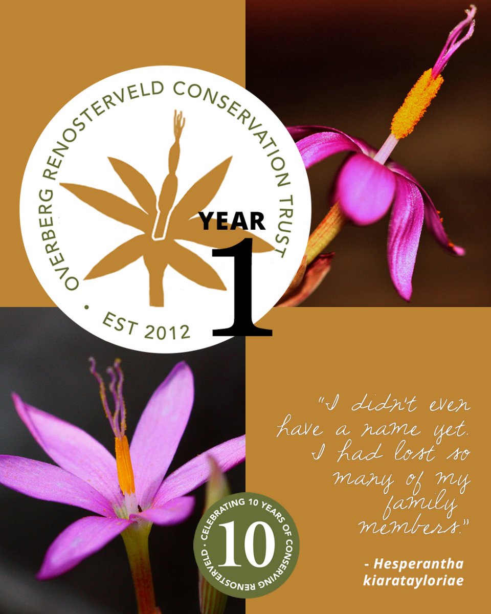 Renosterveld's tweet photo. #Year1: I didn’t even have a name yet. But I still grew proudly in the Overberg. One day, someone walked past me. She realised that I was nameless. That was 10 years ago – a time when a Trust first started protecting me and my kind. Today I’m known as Hesperantha kiaratayloriae. https://t.co/kkvejjJLOK