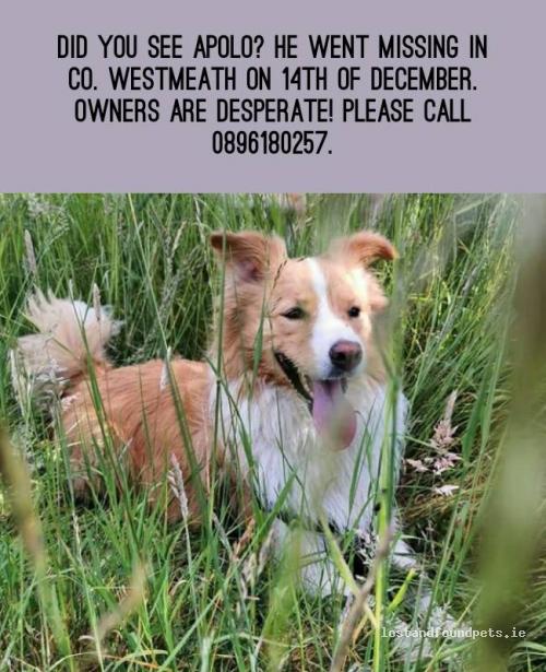 lostfoundpets's tweet photo. A male dog was lost on 14/12/2021 in Last Seeing In Graveyard From Milltownpass, #Milltownpass https://t.co/wLqNPIrIG3 #lpie https://t.co/yHKWLZ3I0J