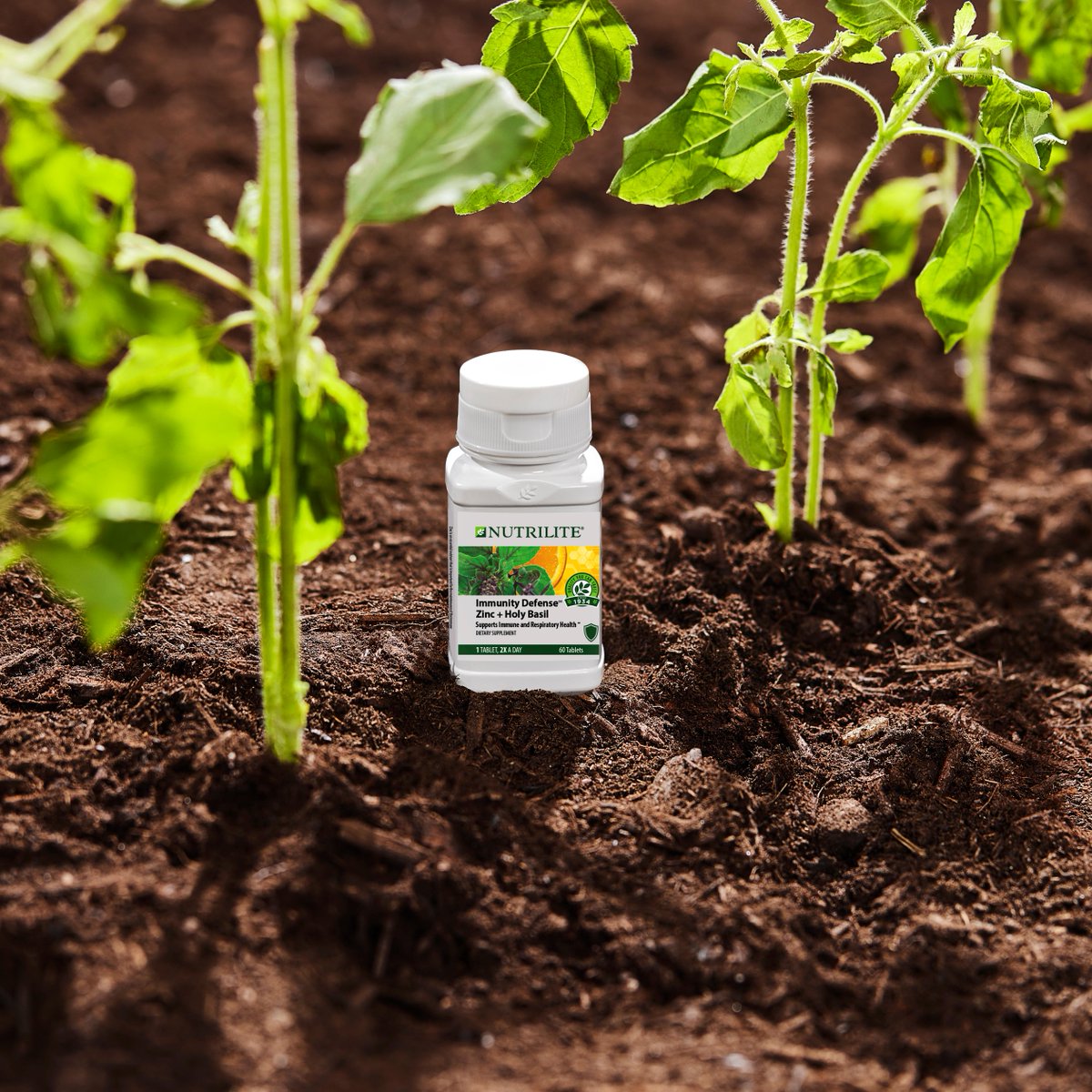 Amway's tweet image. Holy Basil is grown and harvested on a Nutricert Certified farm and goes through an extensive nine step traceability process to make sure you receive the best of the best! Supporting a healthy respiratory system in our Nutrilite Immunity Defense Zinc + Holy Basil.