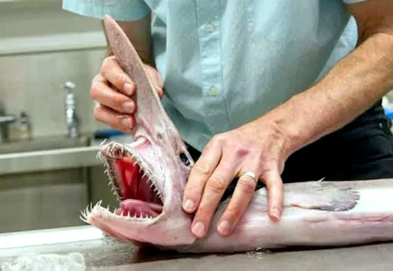 mcmsharksxx's tweet photo. Happy #NameThatShark day! Can you guess this #shark? Is it a...

a. goblin shark (Mitsukurina owstoni) 
b. basking shark (Cetorhinus maximus)
c. kitefin shark (Dalatias licha)

Tell me your guess below! Photo: Australian Museum #scicomm https://t.co/oLQw2eWYmh