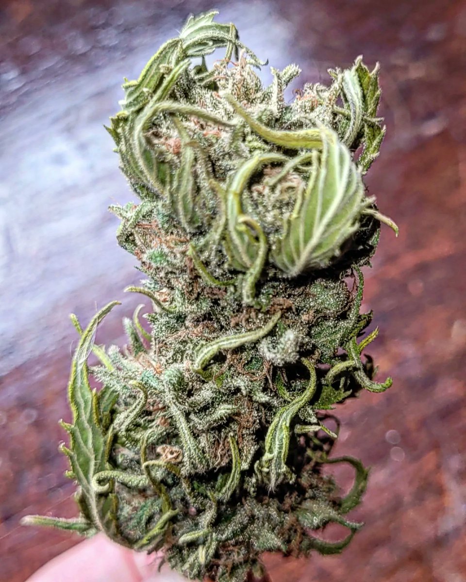 Sophie_MJ's tweet photo. PASO POR LA PELU🌺✂️
Rastas fuera😜💚💛❤
#CHOCOCANDY 🍫🍭
100% Exterior☀️fuera de temporada.
@GreenbudSeeds
@Apez140 @INMAQ16
.
#Greenbudseeds
#AdrycsCove #ChocoCandy
#peluqueria #rastas
#LaSofiJardinera 👩🏼🌾🧿🍫🍬🍀🌟 https://t.co/xEYgiVoeog