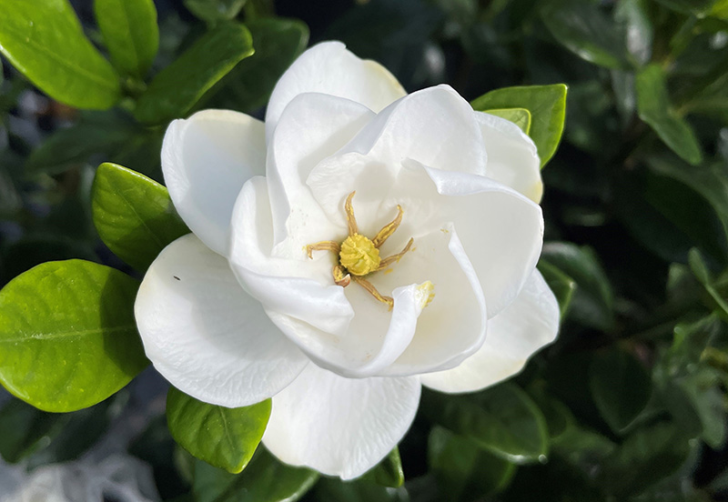 FL Master Gardener Volunteer Program on Twitter "Gardenias may not be