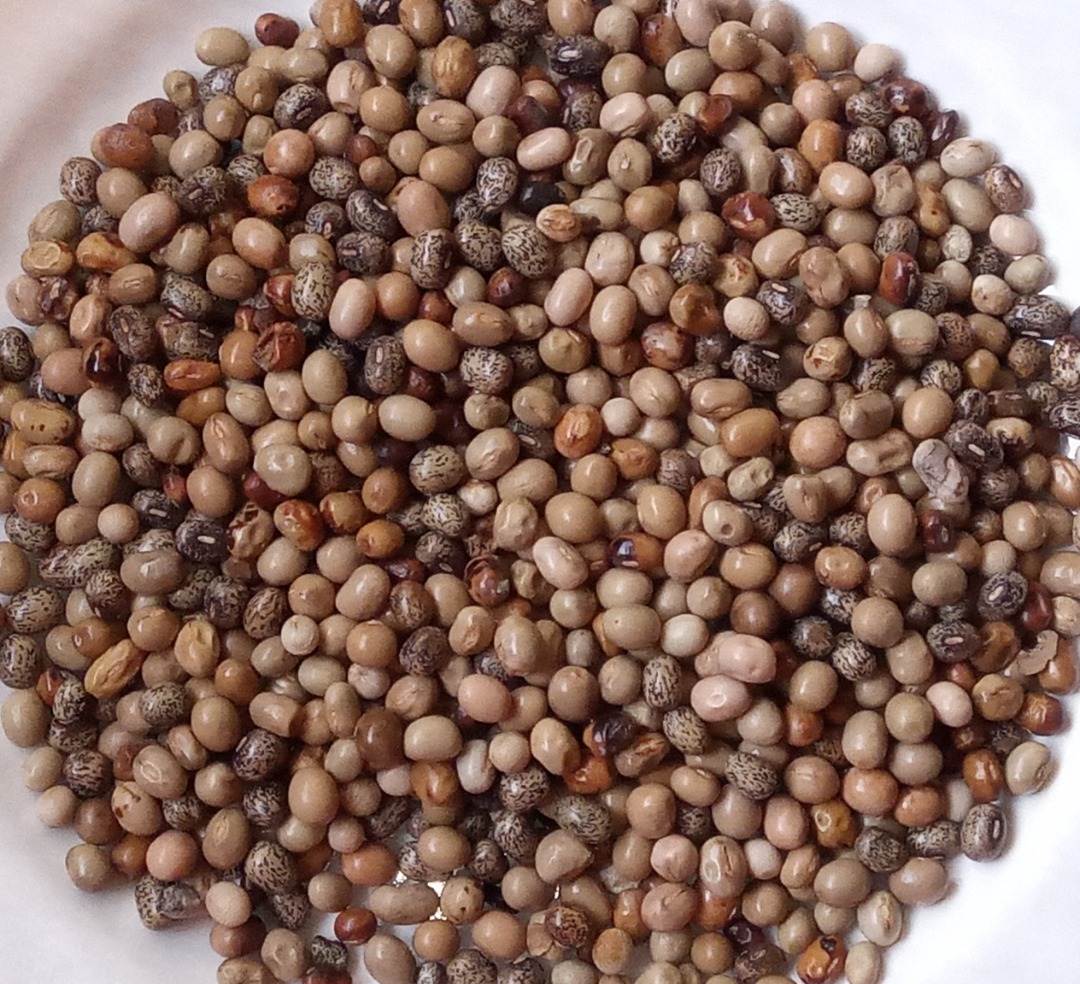 Oluwaseyi E. OLomitutu (@olomitutuseyi) on Twitter photo <a href="/CropTrust/">The Crop Trust</a> <a href="/iitagenebank/">IITA Genetic Resources Center</a> <a href="/RadioIITA/">RadioIITA</a> <a href="/F_Crops_Society/">The Forgotten Crops Society (FCS)</a> <a href="/SULegumes/">Society for Underutilized Legumes (SUL)</a> <a href="/amb_ademola/">Ademola Aina</a> <a href="/UkoabasiEkanem/">Ukoabasi ekanem</a> <a href="/SansaOlakunle/">Olakunle Sansa</a> <a href="/Olaideorekelewa/">Olaide</a> <a href="/AbimbolaAdefir2/">Abimbola Adefiranye</a> <a href="/AdesinaGab/">Gab Olulakin Adesina</a> <a href="/saheed_alarape/">Saheed Alarape</a> <a href="/Aabidah1205/">Adegboyega Taofeek T PhD</a> <a href="/JosephEIboyi/">Joseph Iboyi</a> <a href="/OlaniyiOyatomi/">Dr.Oyatomi Olaniyi</a> <a href="/littleproffy/">Gbemisola Okunlola</a> <a href="/seyisamuel07/">olusam</a> <a href="/CropTrust/">The Crop Trust</a> <a href="/iitagenebank/">IITA Genetic Resources Center</a> <a href="/RadioIITA/">RadioIITA</a> <a href="/F_Crops_Society/">The Forgotten Crops Society (FCS)</a> <a href="/SULegumes/">Society for Underutilized Legumes (SUL)</a> <a href="/amb_ademola/">Ademola Aina</a> <a href="/UkoabasiEkanem/">Ukoabasi ekanem</a> <a href="/SansaOlakunle/">Olakunle Sansa</a> <a href="/Olaideorekelewa/">Olaide</a> <a href="/AbimbolaAdefir2/">Abimbola Adefiranye</a> <a href="/AdesinaGab/">Gab Olulakin Adesina</a> <a href="/saheed_alarape/">Saheed Alarape</a> <a href="/Aabidah1205/">Adegboyega Taofeek T PhD</a> <a href="/JosephEIboyi/">Joseph Iboyi</a> <a href="/OlaniyiOyatomi/">Dr.Oyatomi Olaniyi</a> <a href="/littleproffy/">Gbemisola Okunlola</a> <a href="/seyisamuel07/">olusam</a>