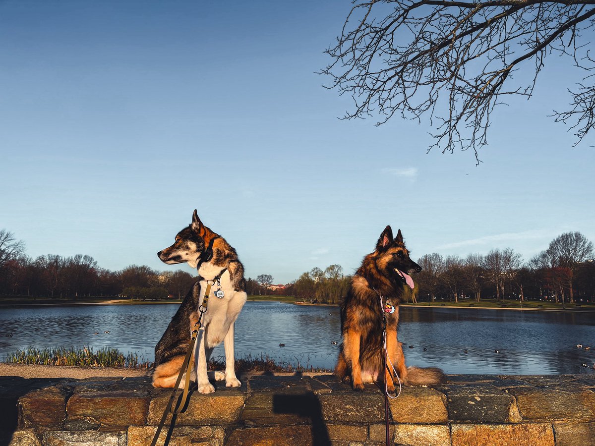 The Sibe + The Terv tweet media