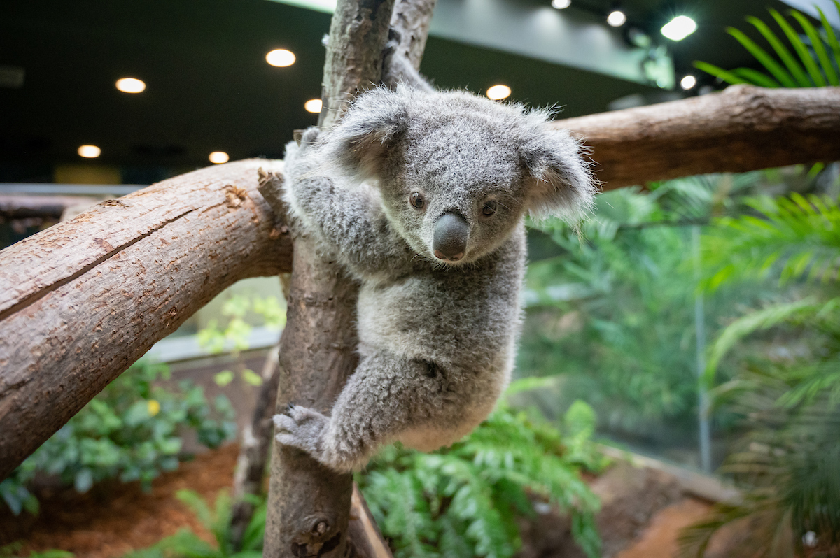 Happy 1st birthday, Koen! 🐨🎉