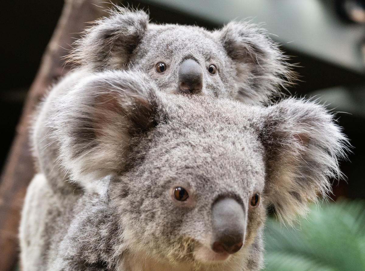 Cleveland Metroparks Zoo tweet media