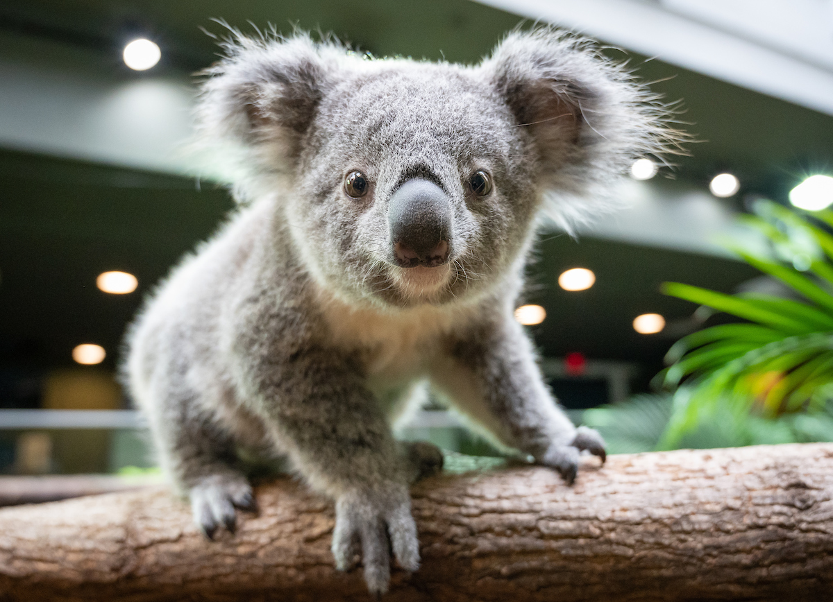 Cleveland Metroparks Zoo tweet media
