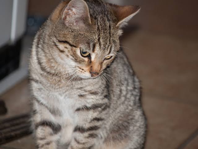 Tiofelino's tweet photo. Los gatos atigrados normalmente tiene una marca en forma de "M" en la frente. Presume tu gatito atigrado. https://t.co/PJLHo7Cs2U