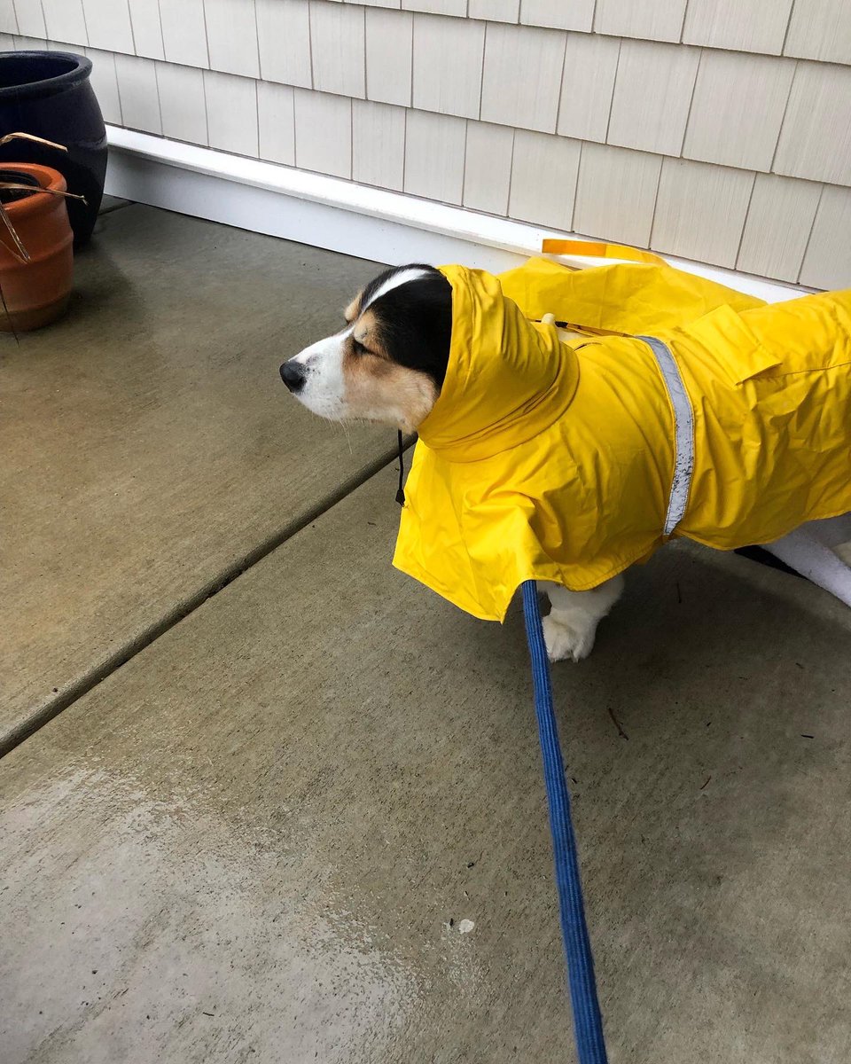 LokiHarper's tweet photo. I don’t like this rain… or this coat…. I look like a weasel…. https://t.co/GxH5tohwYT