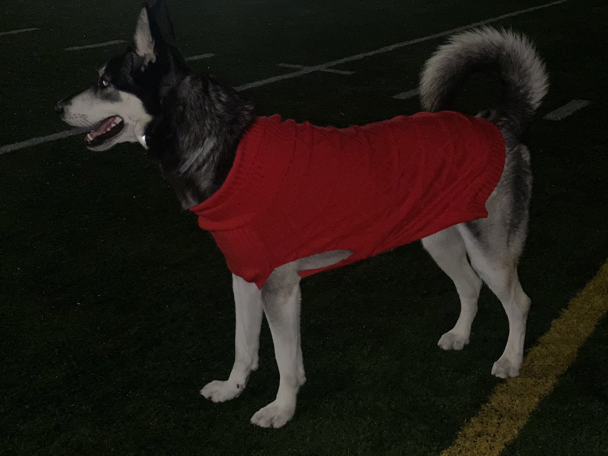 #PhotoChallenge2022April day 6: can we just use our imagination and see these sweaters as tartan 👀 #dogtwitter #twitterdogcommunity