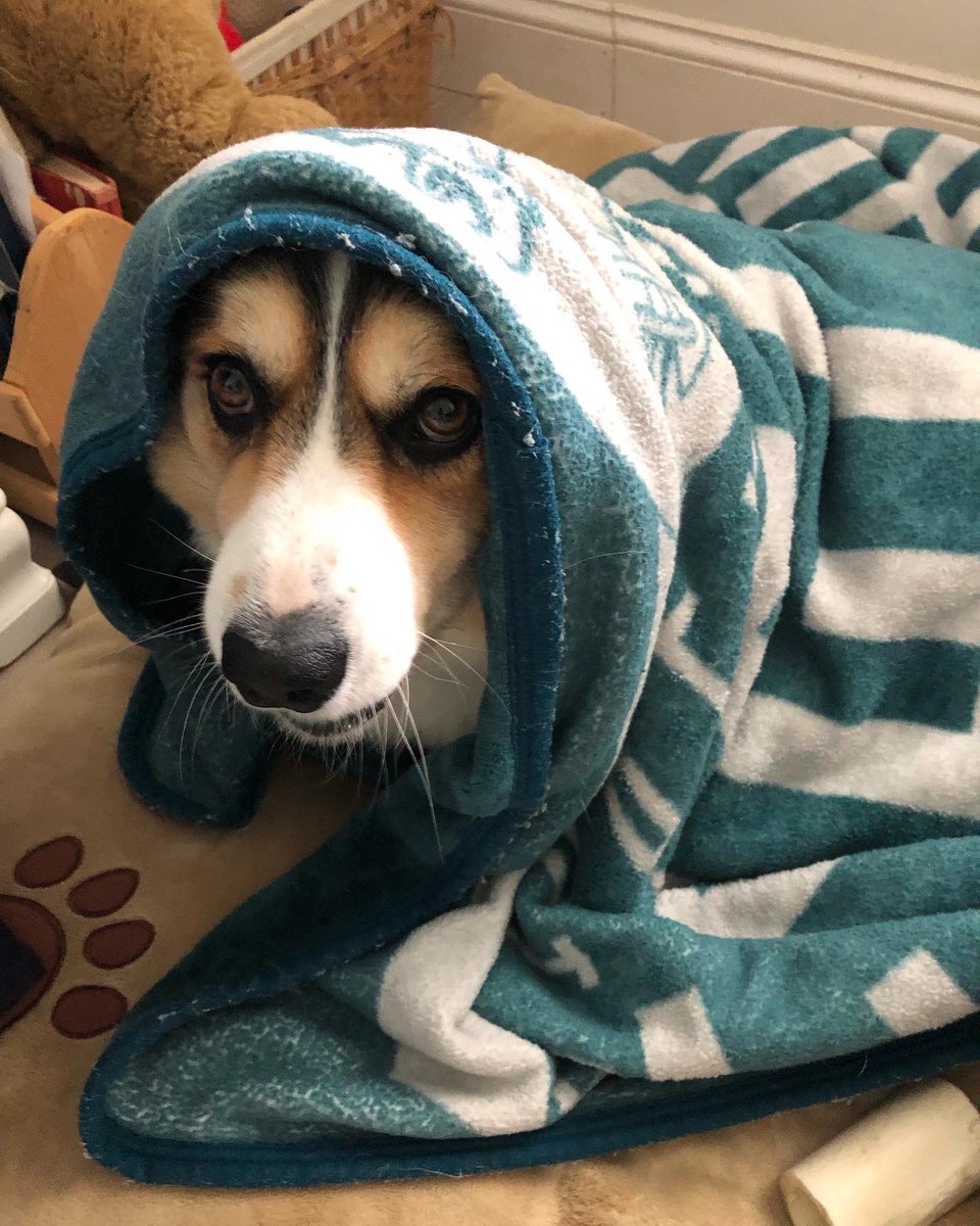 LokiHarper's tweet photo. I’m so cozy in my towel after that wet rainy walk… https://t.co/L4NTHoeKZZ