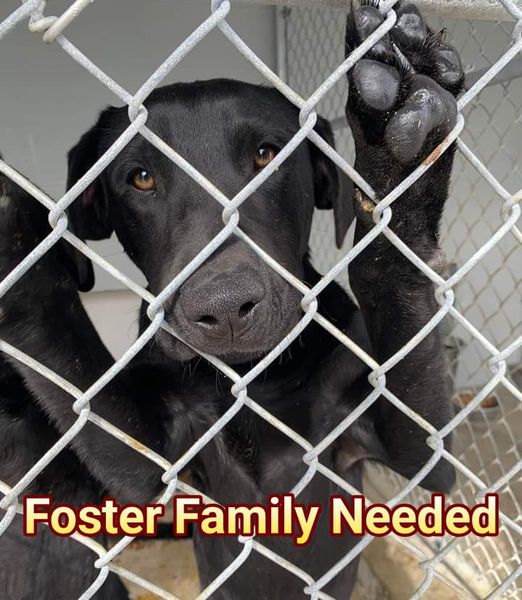 He's 6 months old
He's 40lbs
He's a good boy who just wants love
He and dozens like him want to feel safe... 
Help us help them!
ophrescue.org/foster
#rescuedogs #adoptdontshop #foster #fosterssavelives