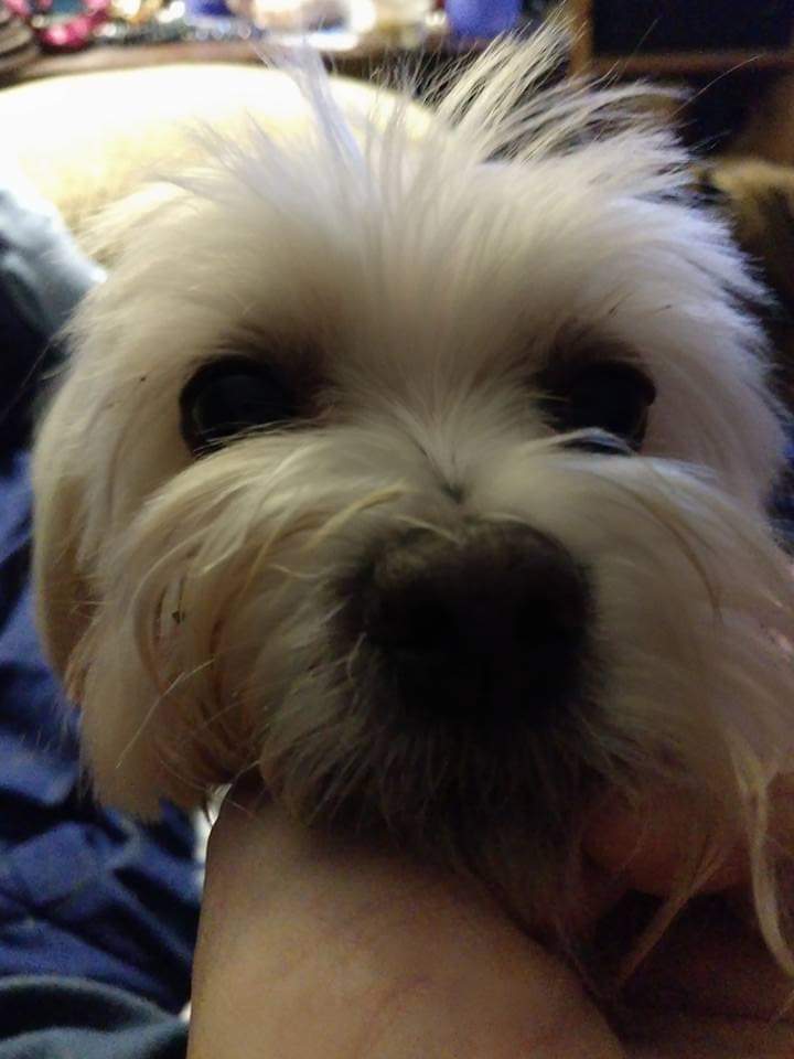 Kaseigh3's tweet photo. Ugh, back to mining data and analysis, but my #BittyWhite will keep me in line by shouting at me when I remove my hand from petting her wee head.. https://t.co/8YUI0Jeq1a
