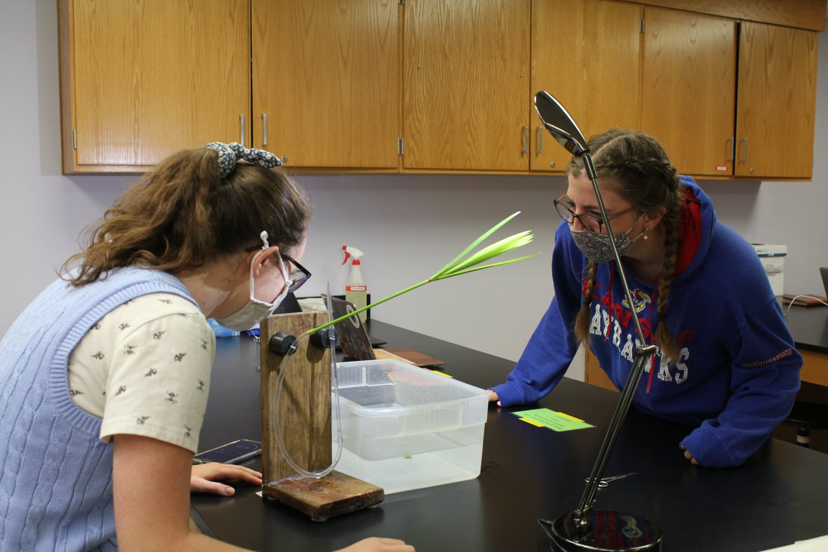 KUbiology's tweet photo. Students in Intro Biology Lab for STEM Majors work on a Plant Physiology Lab & look at how environmental factors affected water loss in Umbrella Papyrus Plants. 🌿
#scientistsintraining #biology #plant #LabsatKU https://t.co/v09jiibtG2