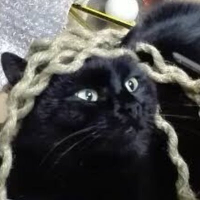 K_for_rats's tweet photo. #FREEGATTONE https://t.co/5l5uxfXTGw