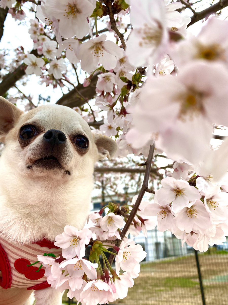 kikuyan65's tweet photo. 🌸お花見チワワ🌸 
先週末 #柑橘系チワワ 連れて今年も🌸桜とコラボ🌸
#チワワ好きさんと繋がりたい#犬好きさんと繋がりたい#イッヌ#chiwawan #chihuahuaofinstagram #pappy #パピー #チワワ #chiwawan #dog #犬 #スムチー #ロンチー #chihuahuaworld #chihuahualife #chihuahualove https://t.co/VY07DcTlsa