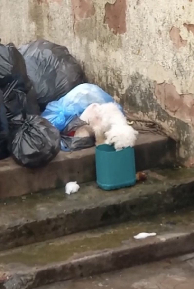 projetojpp's tweet image. não sabemos mais o que esperar do ser humano.Esse anjinho foi encontrado dentro de um saco de lixo com as perninhas amarradas.Pessoas passaram próximo ao local e ouviram um chorinho, era ele.Pediram socorro pra gente, estamos atolados mas queremos muito resgatar, vocês ajudam?😭