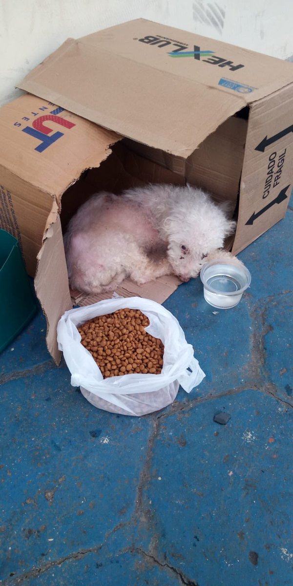 projetojpp's tweet image. não sabemos mais o que esperar do ser humano.Esse anjinho foi encontrado dentro de um saco de lixo com as perninhas amarradas.Pessoas passaram próximo ao local e ouviram um chorinho, era ele.Pediram socorro pra gente, estamos atolados mas queremos muito resgatar, vocês ajudam?😭