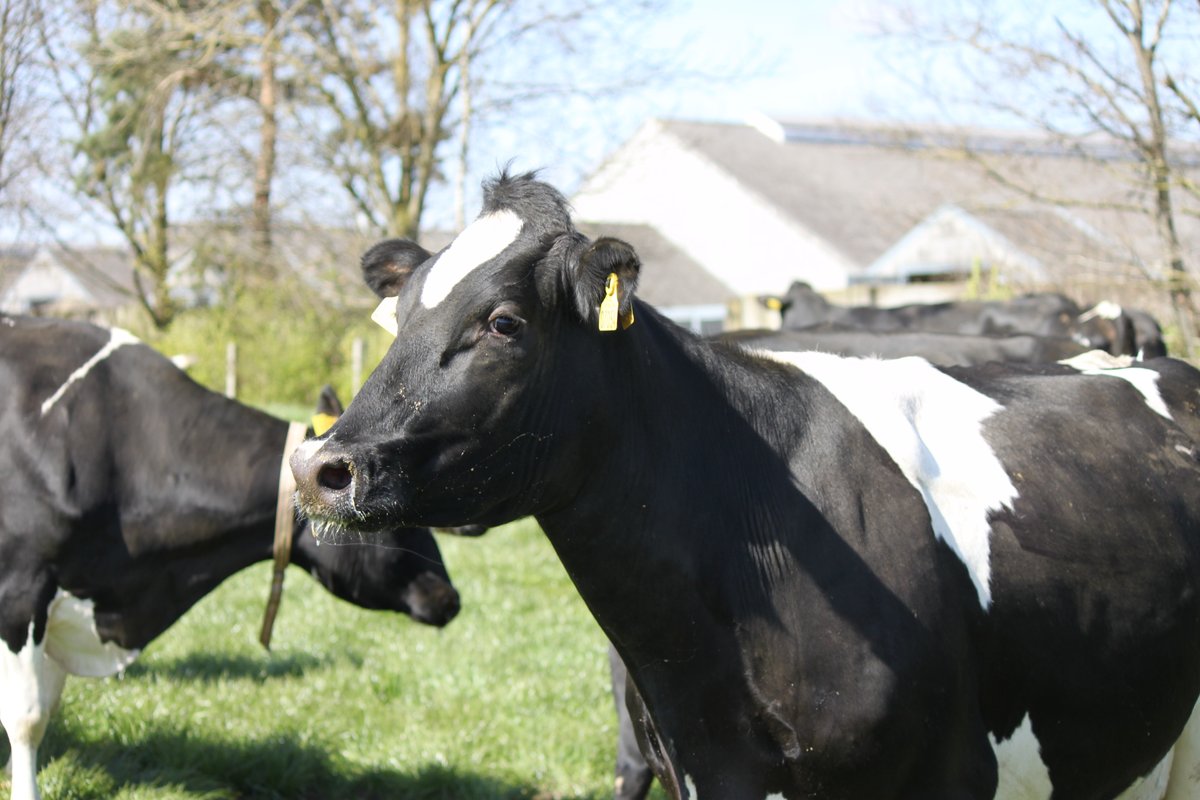 QGG AU (@qgg_au) on Twitter photo The new QGG collaboration project ONIMIT will reduce methane emissions from cattle by 20% until 2050. Read here how:
bit.ly/3x5b7yL
<a href="/mogens_lund/">Mogens Sandø Lund</a> #JanLassen <a href="/DCAAarhusUni/">DCA - Nationalt Center for Fødevarer og Jordbrug</a> <a href="/Segeskvaeg/">SEGES Kvæg</a> <a href="/ArlaGroup/">Arla Group</a> <a href="/VikingGenetics/">VikingGenetics</a> <a href="/spisekammeret/">Landbrug & Fødevarer</a> The new QGG collaboration project ONIMIT will reduce methane emissions from cattle by 20% until 2050. Read here how:
bit.ly/3x5b7yL
<a href="/mogens_lund/">Mogens Sandø Lund</a> #JanLassen <a href="/DCAAarhusUni/">DCA - Nationalt Center for Fødevarer og Jordbrug</a> <a href="/Segeskvaeg/">SEGES Kvæg</a> <a href="/ArlaGroup/">Arla Group</a> <a href="/VikingGenetics/">VikingGenetics</a> <a href="/spisekammeret/">Landbrug & Fødevarer</a>