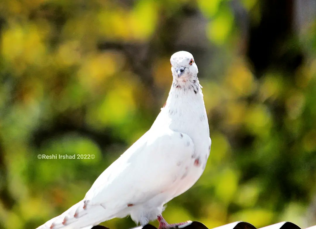 ReshiIrshad30's tweet image. Pigeons take a break on top of a tin shed in a remote hamlet of south Kashmir's Pulwama district.

Photo's By: Reshi Irshad

#wildbirds #pegion