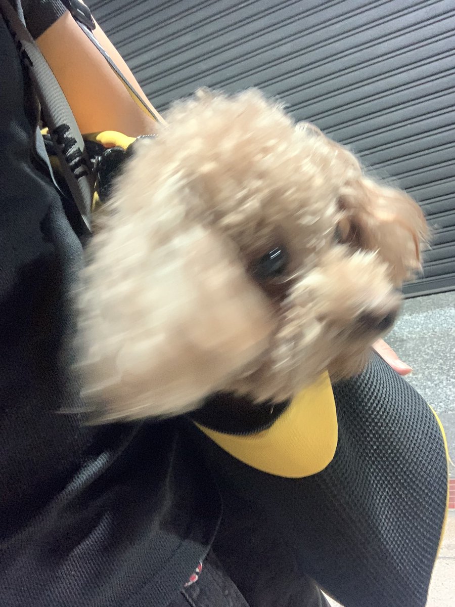 hidogeforever's tweet photo. A bag of doge. 💛💛
#doge https://t.co/AcZuiwIITe