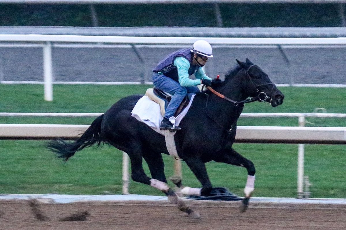 SarahHorsegirl's tweet image. Happy Wednesday from Micro Share ( Upstart- Whosbeeninmybed) #MyGirl #MicroShare #MyRaceHorse