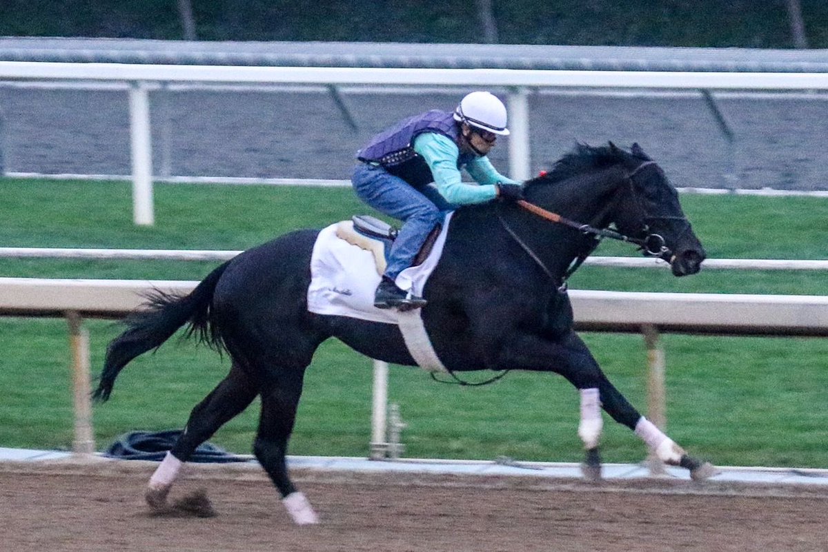 SarahHorsegirl's tweet image. Happy Wednesday from Micro Share ( Upstart- Whosbeeninmybed) #MyGirl #MicroShare #MyRaceHorse