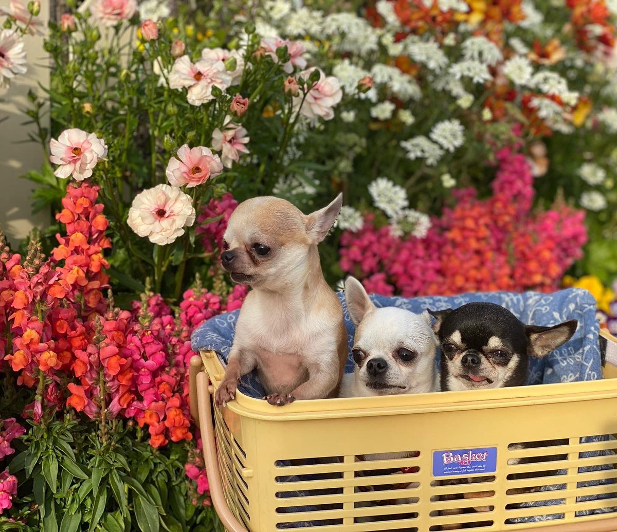 kikuyan65's tweet photo. #お花見 #チワワ好きさんと繋がりたい#犬好きさんと繋がりたい#イッヌ#chiwawan #chihuahuaofinstagram #pappy #パピー #チワワ #chiwawan #dog #犬 #スムチー #ロンチー #chihuahuaworld #chihuahualife #chihuahualove #chihuahuapuppy https://t.co/6J4jpcLbH6