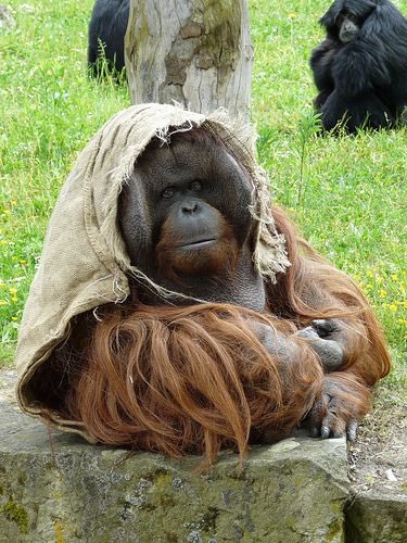 Another entry for Ape-ril: Orangutan clothing. In the wild, orangutans will create hats and umbrellas from leaves to protect them from rain. When they have access to human cloth they will readily use it to make blankets and ponchos.