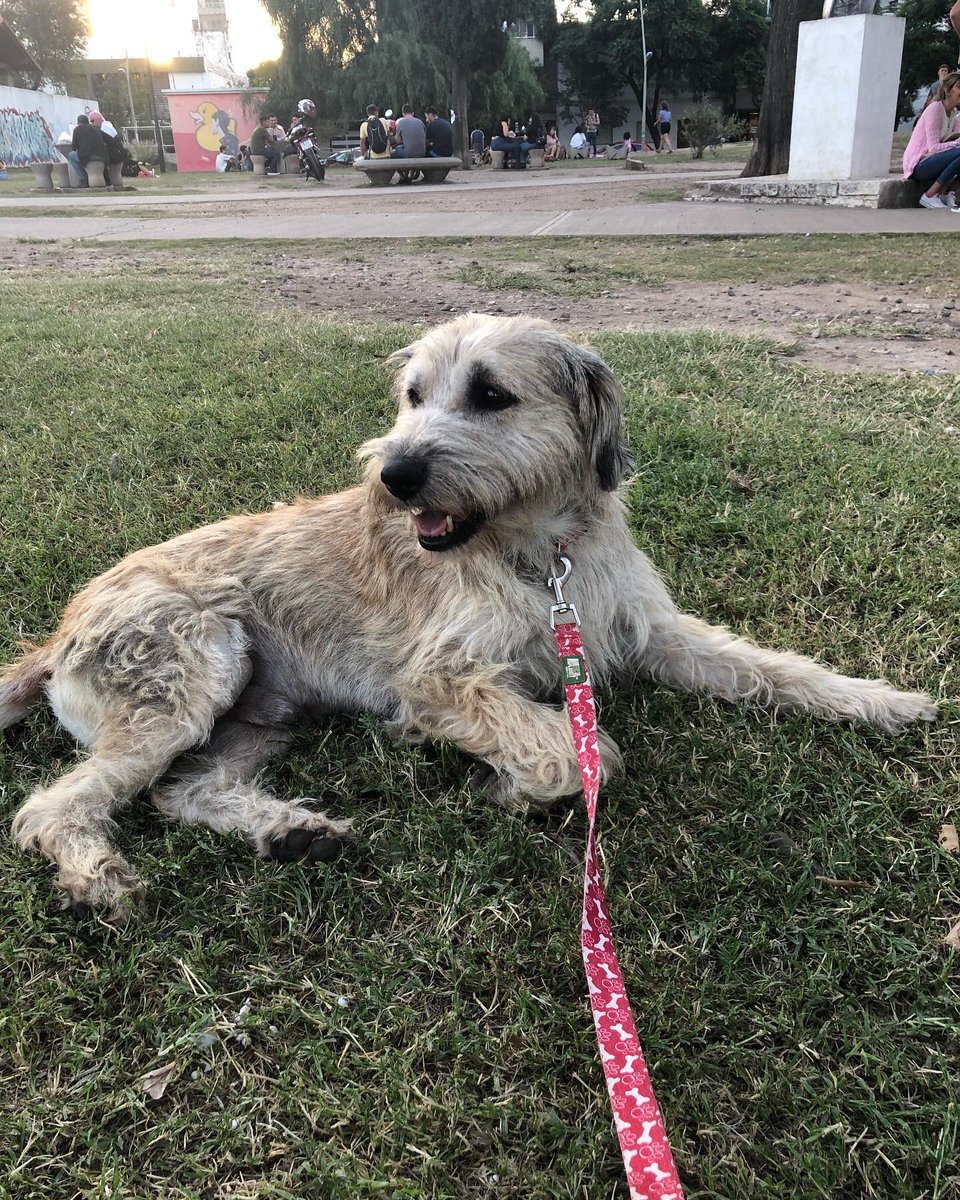 Nazira151's tweet photo. 🐻BRUNO EN ADOPCIÓN🐻 es un vieji súper dulce, tamaño mediano, se porta excelente en depto, es re mimoso y solo duerme todo el día
Se da con compromiso de castración, si estás interesadx hablame 🙏🏻
@VivireNuevaCba https://t.co/9ZVCyMprq1