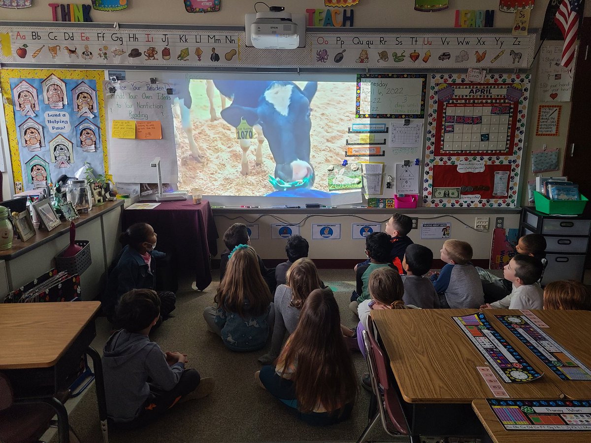 Meeting the calf we adopted. Here's Jocelyn! <a href="/bethelspringsgv/">BSES</a> @Joglush