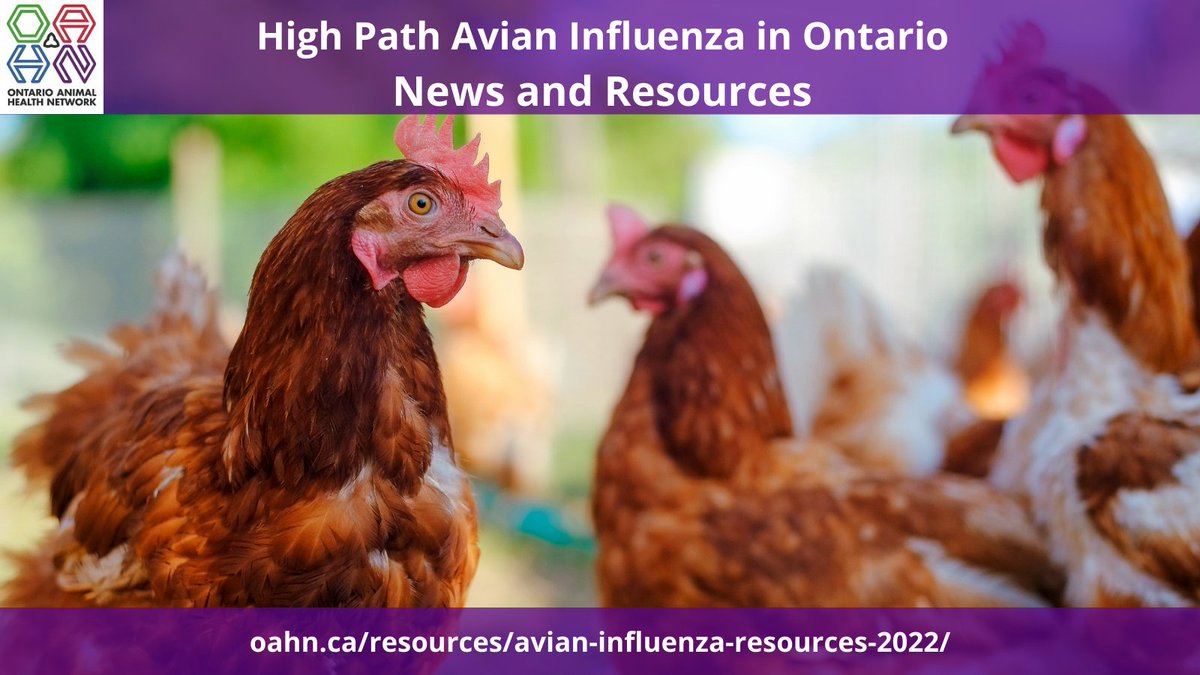 OntAnHealthNet's tweet photo. We have updated our AI Resource page with new visualization tools and maps, biosecurity resources, and the most recent FBCC advisories. 

Find it all here: 

https://t.co/XCABkuzmrp

#AvianInfluenza #OntarioChicken #Poultryproducer #BackyardChickens #SmallFlock #OneHealth #VetMed https://t.co/xsAwnG2m1U