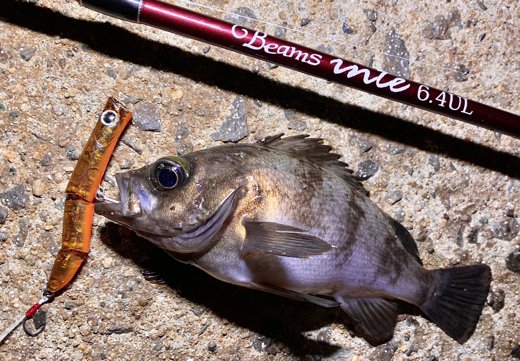 たかちゃん Fishman Famell 何を投げても釣れないので 水面を観察すると少しバチが抜けてた これか と思い バチ抜け用のシーバスルアーをキャストするとアッサリ釣れた この時期はバチ系プラグ持ってるといいことあるよ Fishman Inte64ul 山豊
