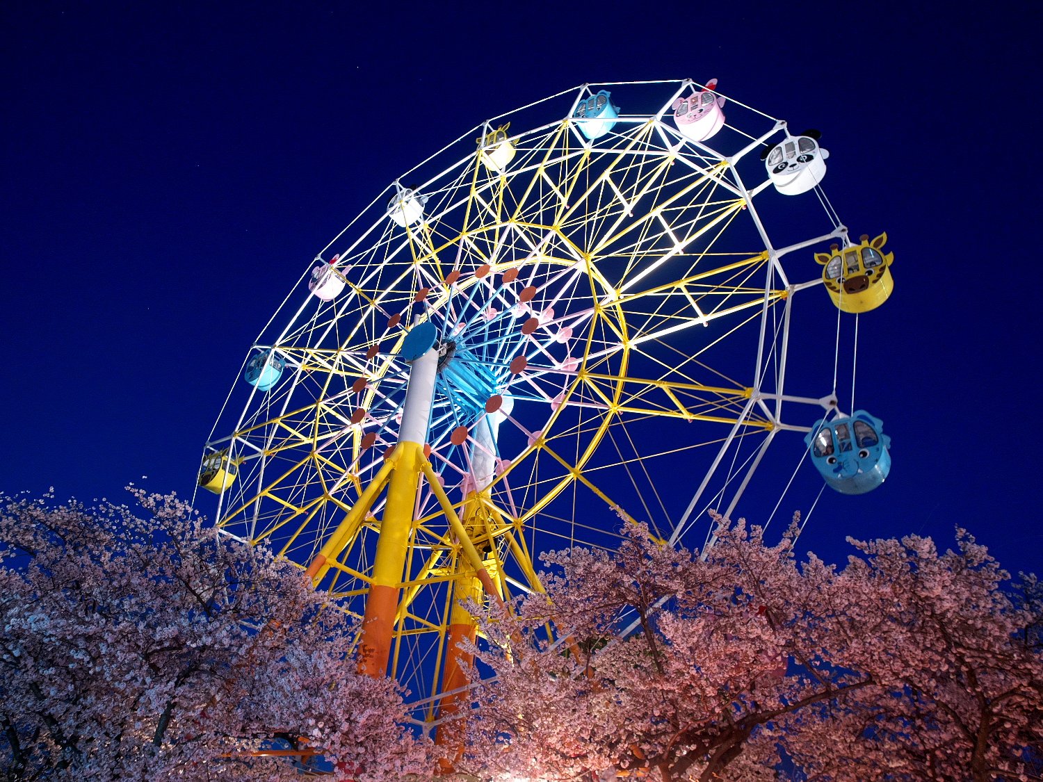 Twitter এ Kichirobi 夜桜観覧車 観覧車は長蛇の列でした 上からみる夜桜も美しかった 写真はむずかしくて断念 神戸の夜桜は王子公園 これ 大事です 王子動物園市民サミット 王子動物園を守れ 観覧車 王子動物園 夜桜 つぶやこうべ T Co Ogdo7wxs0g