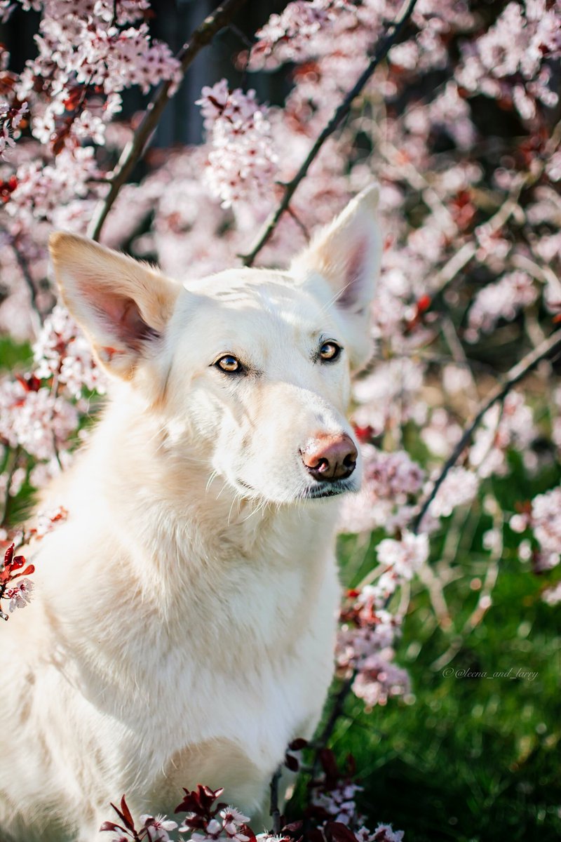 Let your dreams bloom! 🌸
#CherryBlossoms #DogsofTwitter #Spring