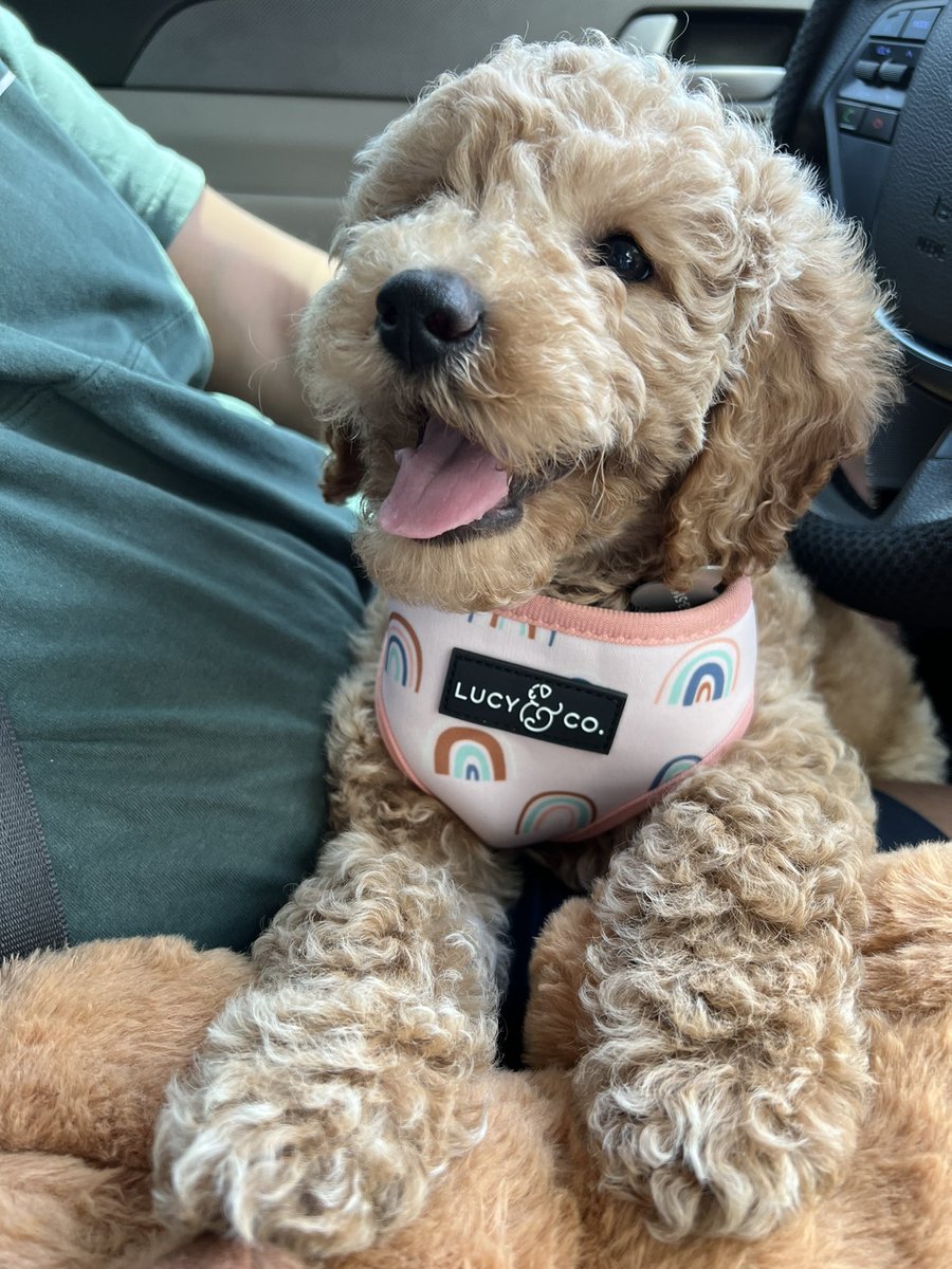 marthaaochoa's tweet photo. I can’t believe she’s mine 🥺 https://t.co/MyWguvur7V