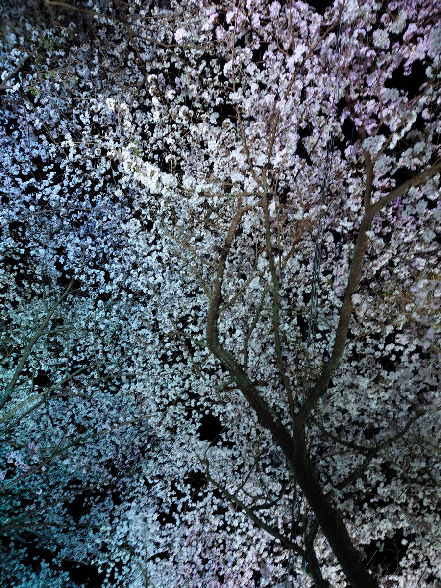 黒くまぷりん＠検索１位趣味ブロガー tweet media