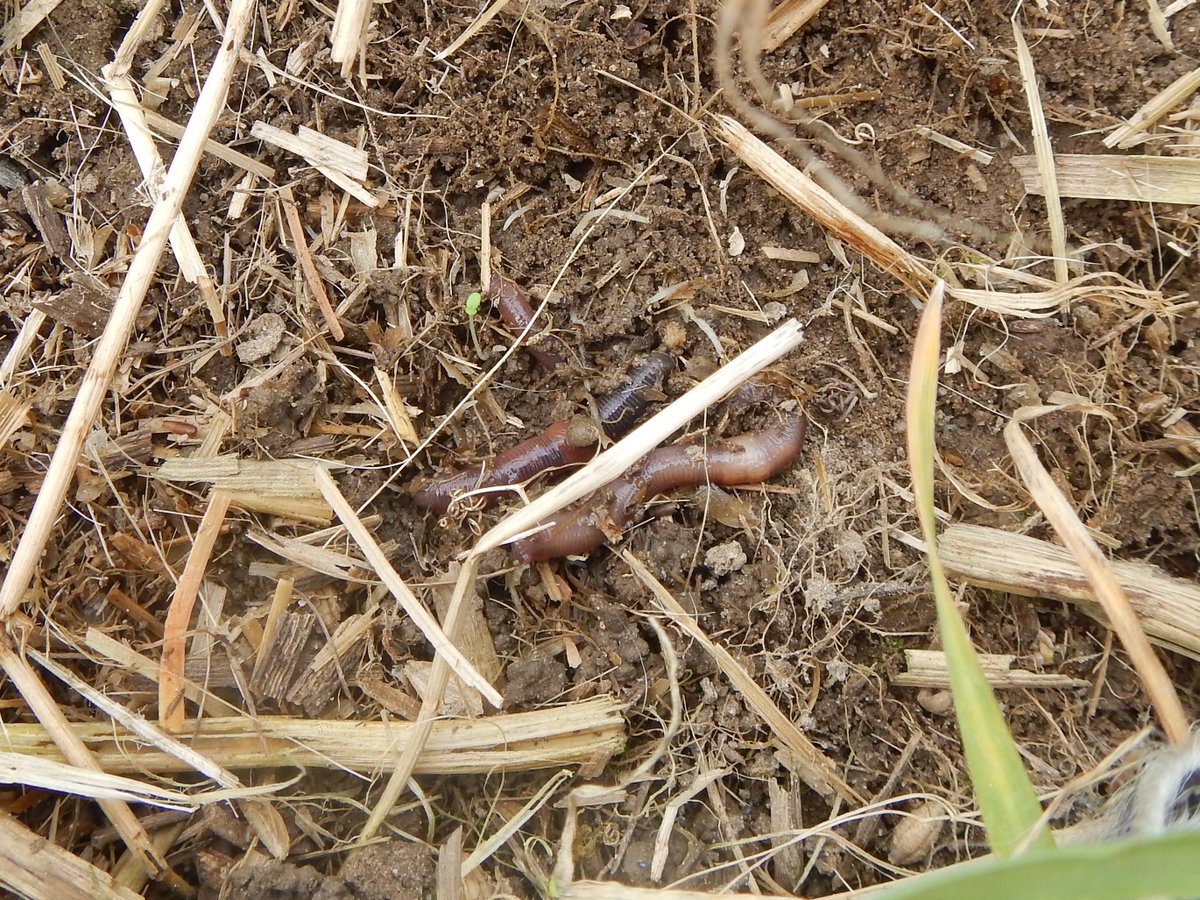 Aenduinder's tweet photo. Eindrücklich ist das Leben, welches in der Mulchschicht zu finden ist.
Würmer, Käfer, Tausendfüssler usw. es "kreucht und fleucht" im ganzen Bestand.
Ich bin gespannt wie die Triticale nach ZF Ertragsmässig im Vergleich zur angrenzenden Triticale nach Soja abschneidet. https://t.co/HUQfXJz5zy