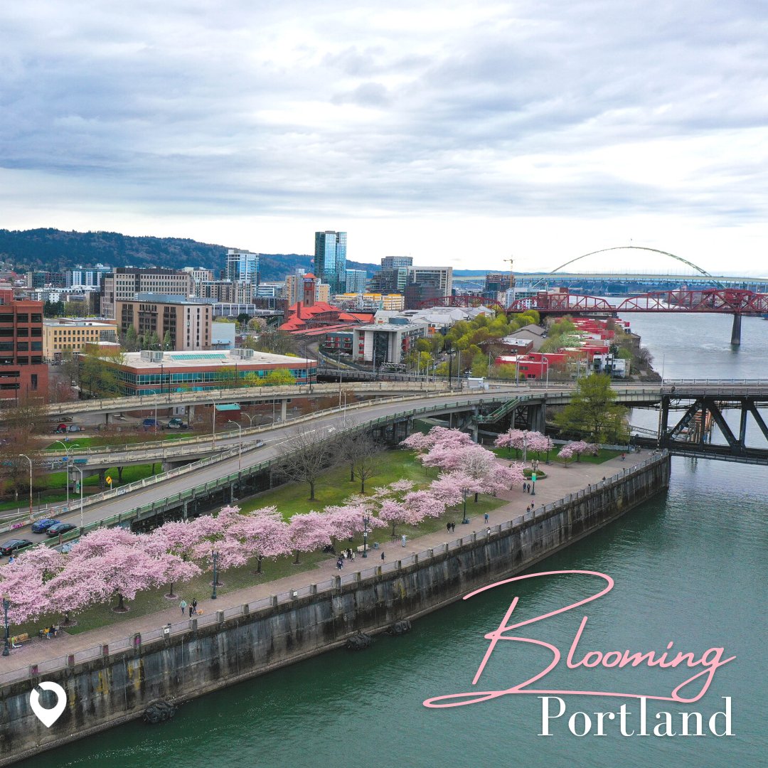 shoplowkel's tweet photo. Portland is blooming these days! πΈ Go get some pictures before they go bye bye for the year π€³
#Portland #Spring2022 #CherryBlossom #PortlandSkyline #Springflowers #Nature #Lowkel https://t.co/3ZauRF62o0