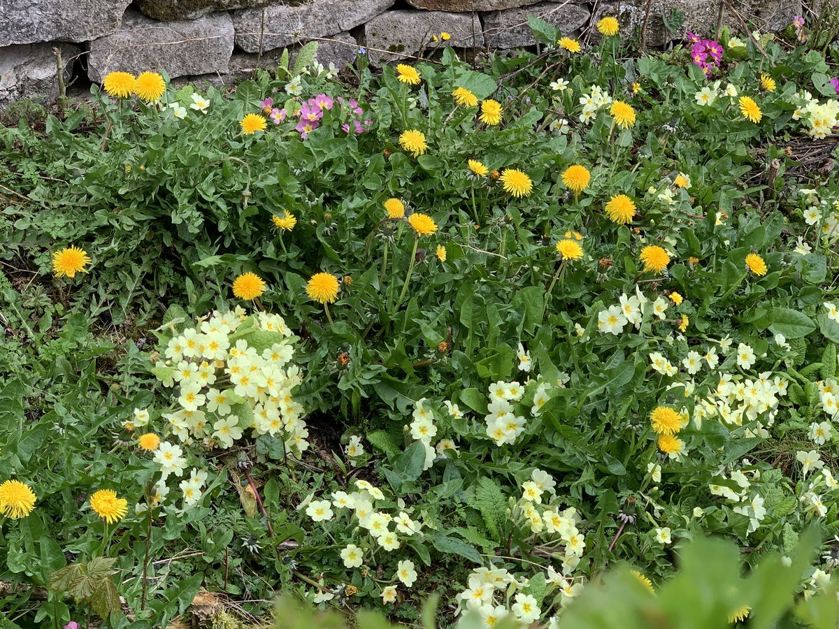 DelepChimney's tweet photo. Butter burr, white violets, primroses, dandelions and wild garlic on todays #dogwalk near #Fallgate and #Milltown #wildflowers #365DaysWild https://t.co/uABd2YflHS