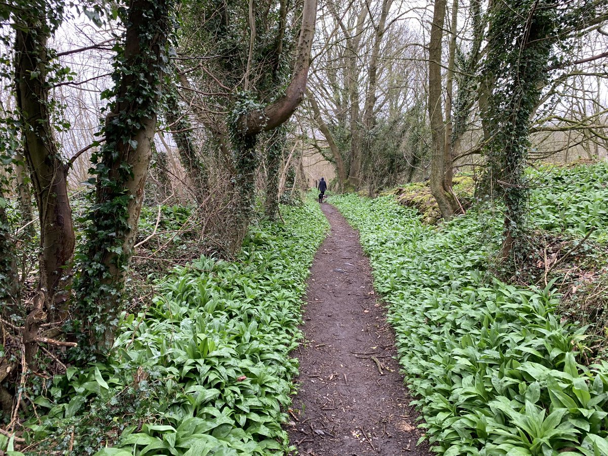 DelepChimney's tweet photo. Butter burr, white violets, primroses, dandelions and wild garlic on todays #dogwalk near #Fallgate and #Milltown #wildflowers #365DaysWild https://t.co/uABd2YflHS