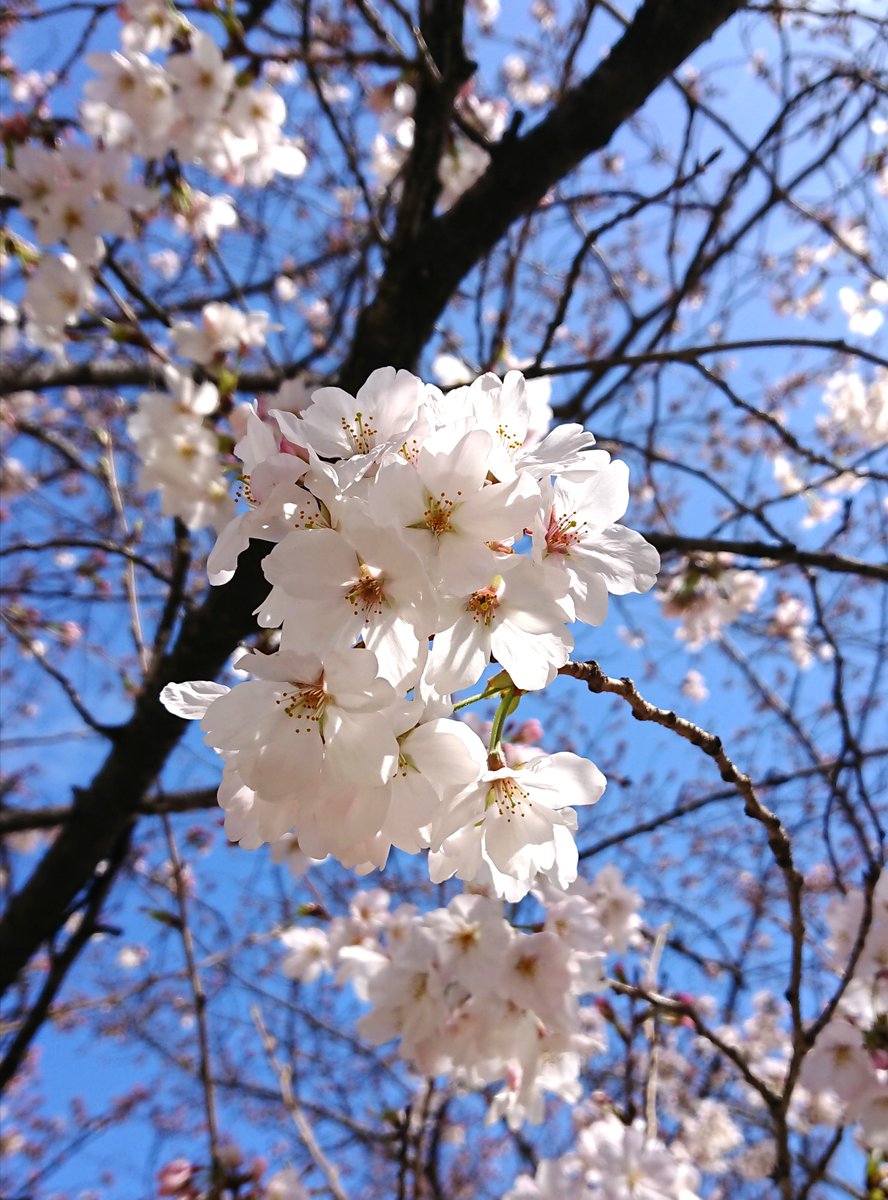 桜満開🌼。お花見をスクラッチで表現したい。
#お花見 
＃Scratch